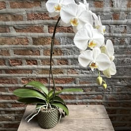 White orchid plant in a textured pot on a wooden table