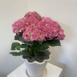 Handmade Hydrangea