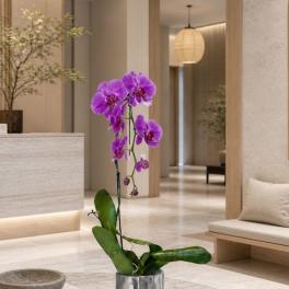 Grand Orchid Miami