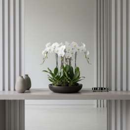White orchid arrangement in a shallow dark bowl on a table