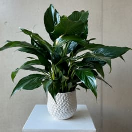 Potted green houseplant in a white textured pot