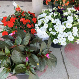 Blooming Porch Pots
