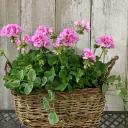 Pink geranium flowers in a woven basket planter
