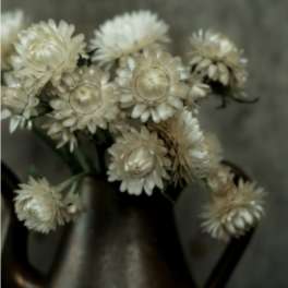 Cream-colored flowers in a dark vase
