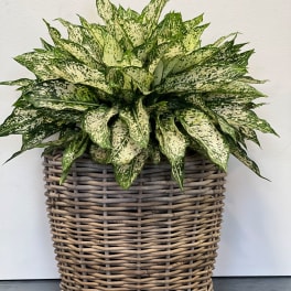Potted variegated green plant in a woven basket