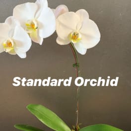 White orchid plant in a beige pot with moss