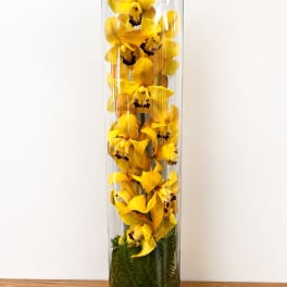 Golden orchid