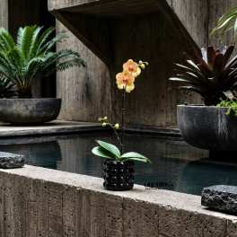 Exquisite Orchid Miami