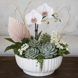 Desert Elegance Succulent & Orchid Garden