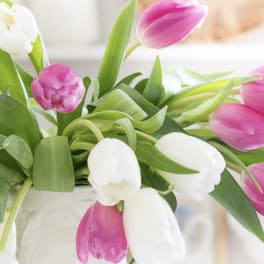 Pink and white tulips arranged in a clear vase