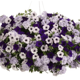 Hanging Basket & Porch Pot Combo