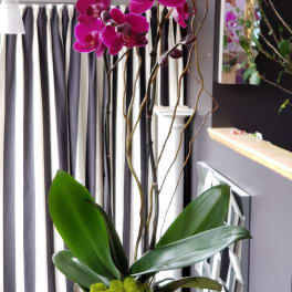 24K Phalaenopsis