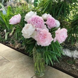 Beauty of Peonies