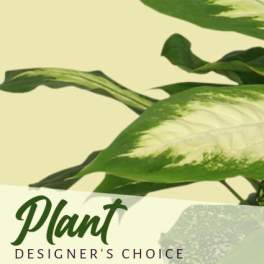 Designer’s choice plant graphic with green variegated leaves
