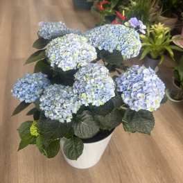 Blushing Hydrangea Garden