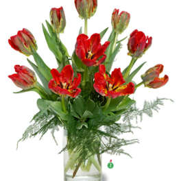 Parrot Tulips