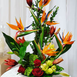 Birds of Paradise