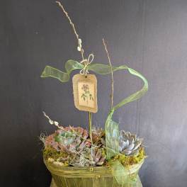 Rustic Succulent Garden