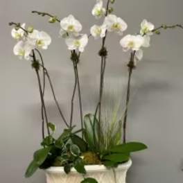 White orchid arrangement in a rectangular planter with green foliage