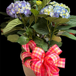 Hydrangea plant