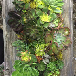Assorted succulents arranged in a vertical wall planter