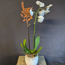 Elegance in Bloom Orchid