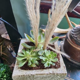 Potted succulents with tall dried grass in a square stone planter