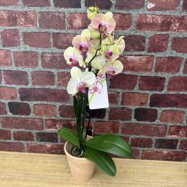 Orchid Plant