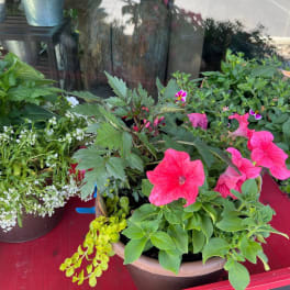 Three potted flowering plants with pink petunias and small white blossoms on a red table.
