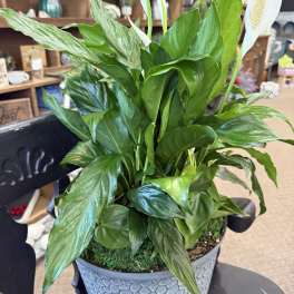 Combination Planter