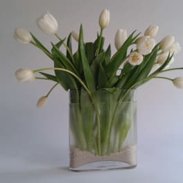 Innocent Tulips