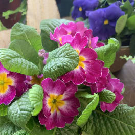 Cluster of pink and purple primrose flowers with yellow centers