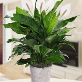 Spathiphyllum