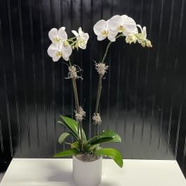 Double White orchid plant