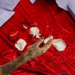 Loose Rose Petals