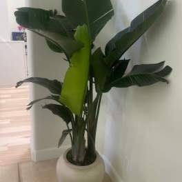 Tall tropical green floor plant with large leaves in a round cream ceramic pot by a wall