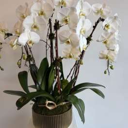 CASCADE ORCHID