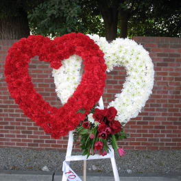 Heart to Heart F6