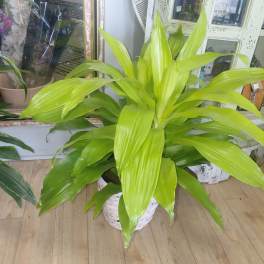 Standard Janet Craig Plant