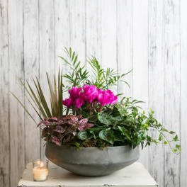 Potted arrangement with bright pink cyclamen and mixed foliage in a gray bowl