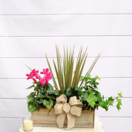 Pink cyclamen and mixed plants in a wooden box with a burlap bow