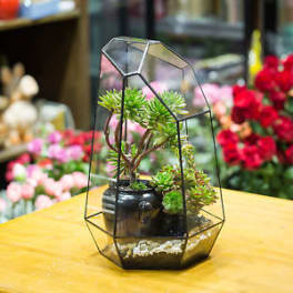 Plant Prism
