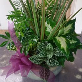 Dish Garden