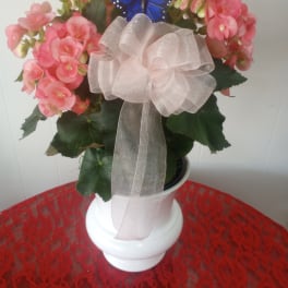 Peach Begonia