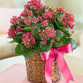Pink flowering plant in a woven basket with a pink ribbon