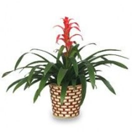 TROPICAL BROMELIAD PLANT Guzmania lingulata major