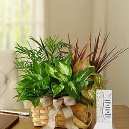 Classic Dish Garden For Sympathy with Memory Plaque