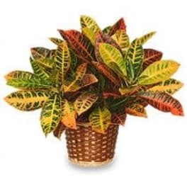 Potted croton plant with multicolored leaves in a woven basket