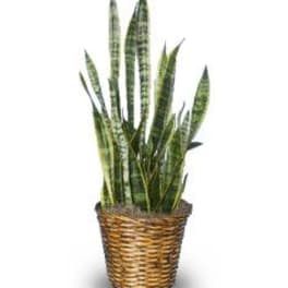 MOTHER-IN-LAW'S TONGUE Sansevieria trifasciata laurentii