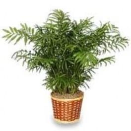 PARLOR PALM PLANT Chamaedorea elegans
